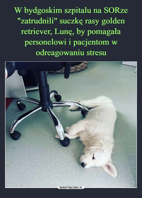 
    W bydgoskim szpitalu na SORze "zatrudnili" suczkę rasy golden retriever, Lunę, by pomagała personelowi i pacjentom w odreagowaniu stresu