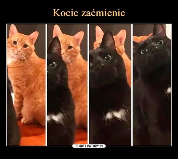 
    Kocie zaćmienie