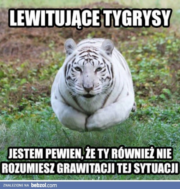 
    Lewitujący tygrys