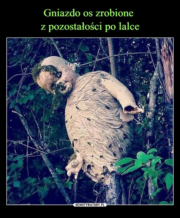 
    
Gniazdo os zrobione
z pozostałości po lalce 