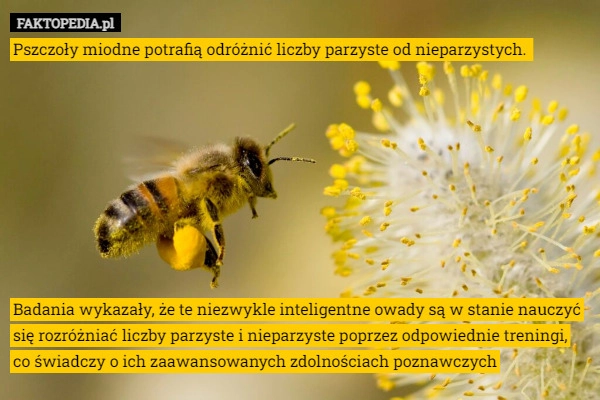 
    Pszczoły miodne potrafią odróżnić liczby parzyste od nieparzystych.