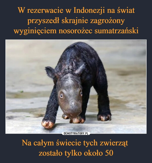 
    W rezerwacie w Indonezji na świat przyszedł skrajnie zagrożony wyginięciem nosorożec sumatrzański Na całym świecie tych zwierząt 
zostało tylko około 50