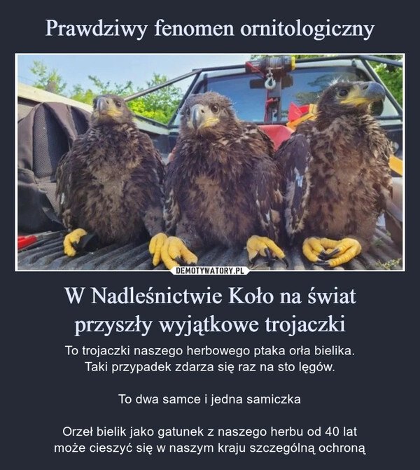 
    Prawdziwy fenomen ornitologiczny W Nadleśnictwie Koło na świat
przyszły wyjątkowe trojaczki