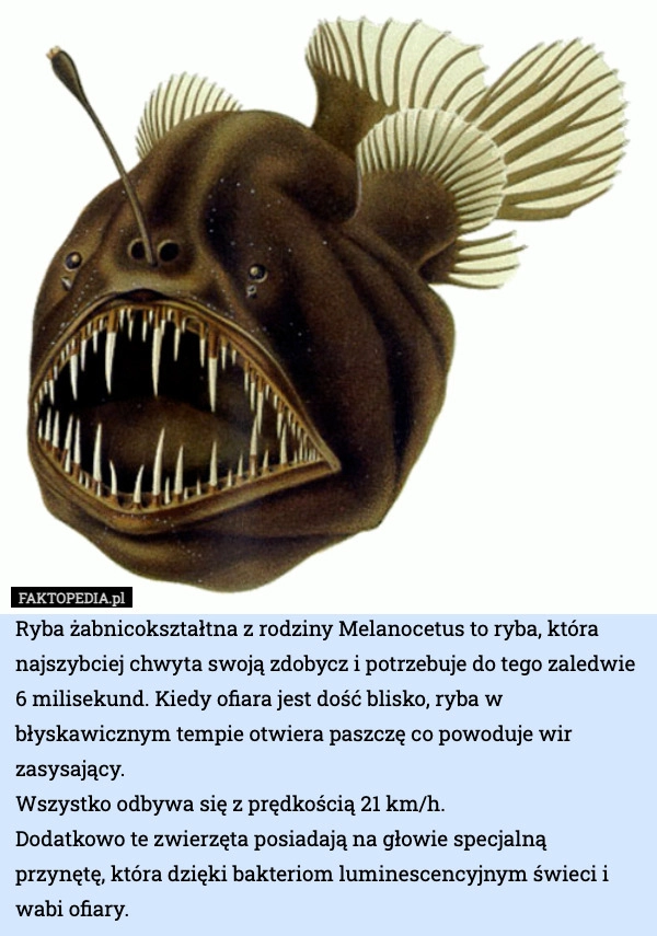 
    Ryba żabnicokształtna z rodziny Melanocetus to ryba, która najszybciej chwyta