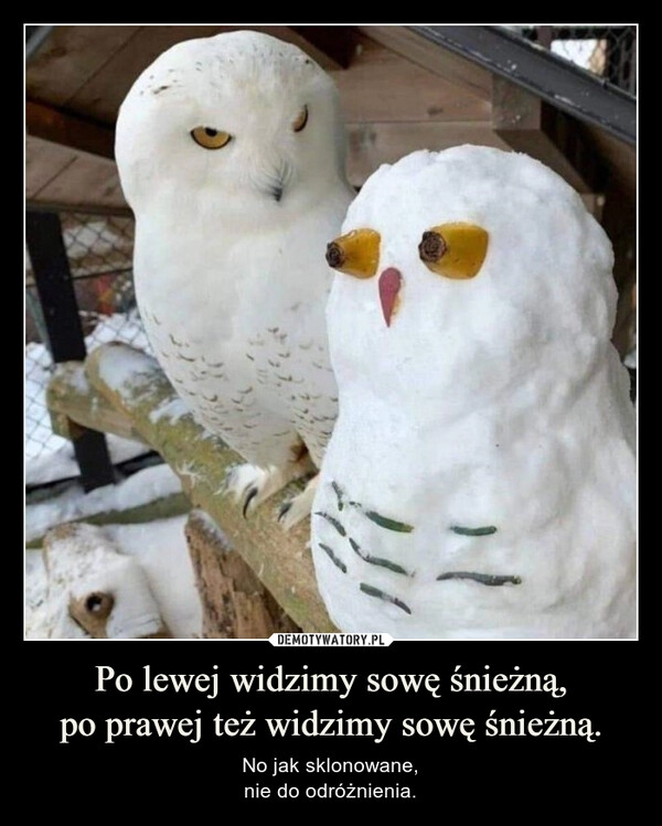 
    Po lewej widzimy sowę śnieżną,
po prawej też widzimy sowę śnieżną.