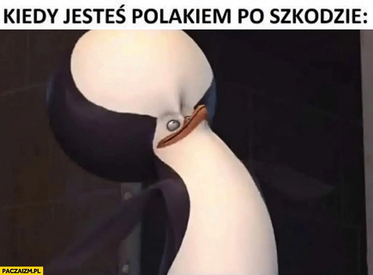 
    Kiedy jesteś Polakiem po szkodzie mądry wielka głowa pingwin