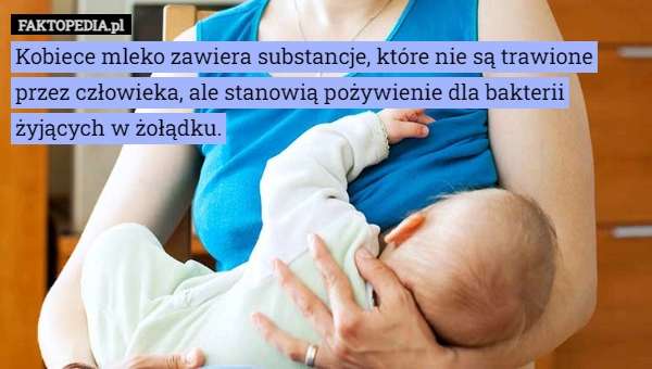 
    Kobiece mleko zawiera substancje, które nie są trawione przez człowieka,