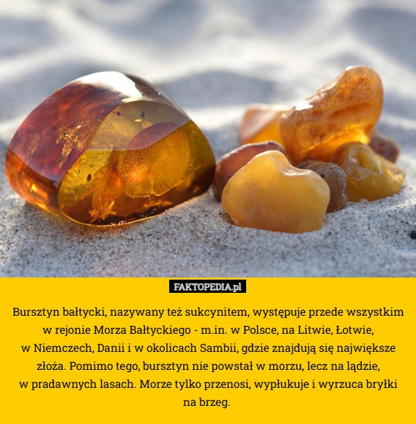 
    Bursztyn bałtycki, nazywany też sukcynitem, występuje przede wszystkim w