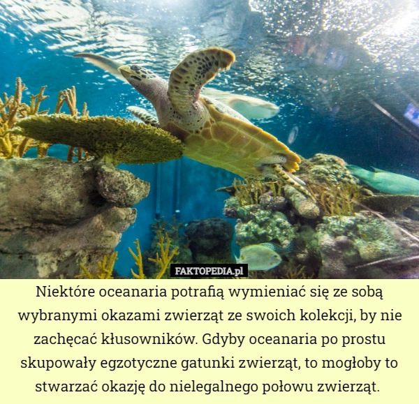 
    Niektóre oceanaria potrafią wymieniać się ze sobą wybranymi okazami zwierząt