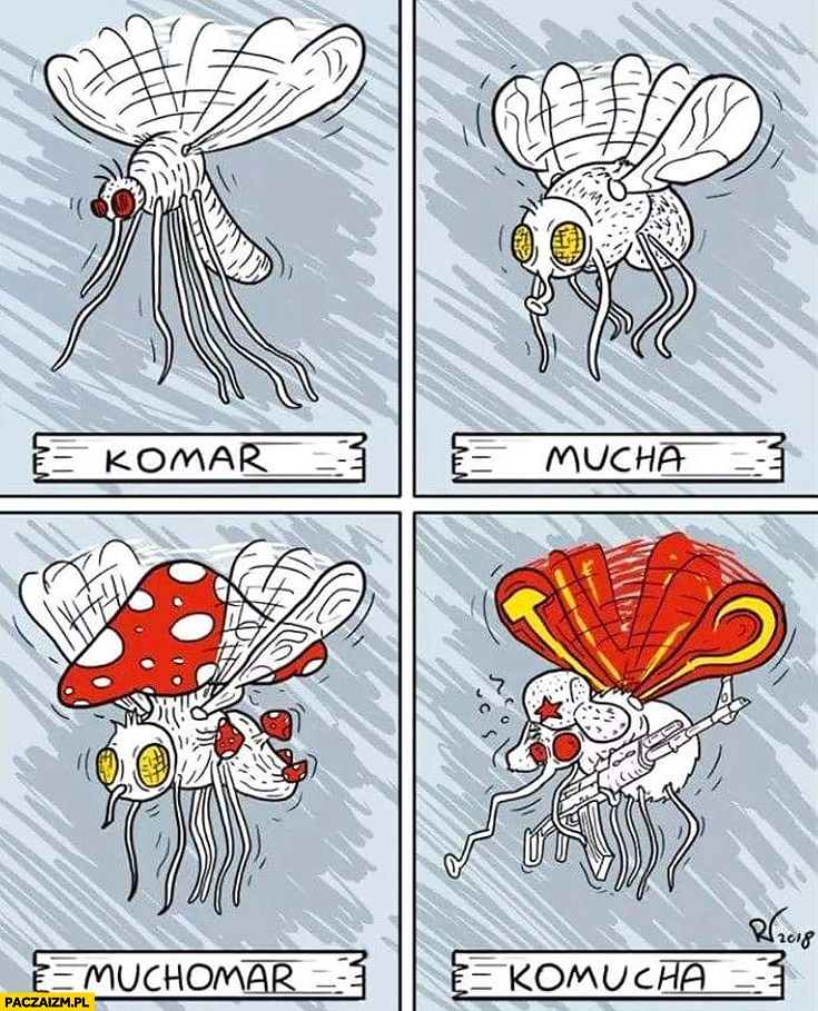 
    Komar mucha muchomar komucha porównanie rysunki