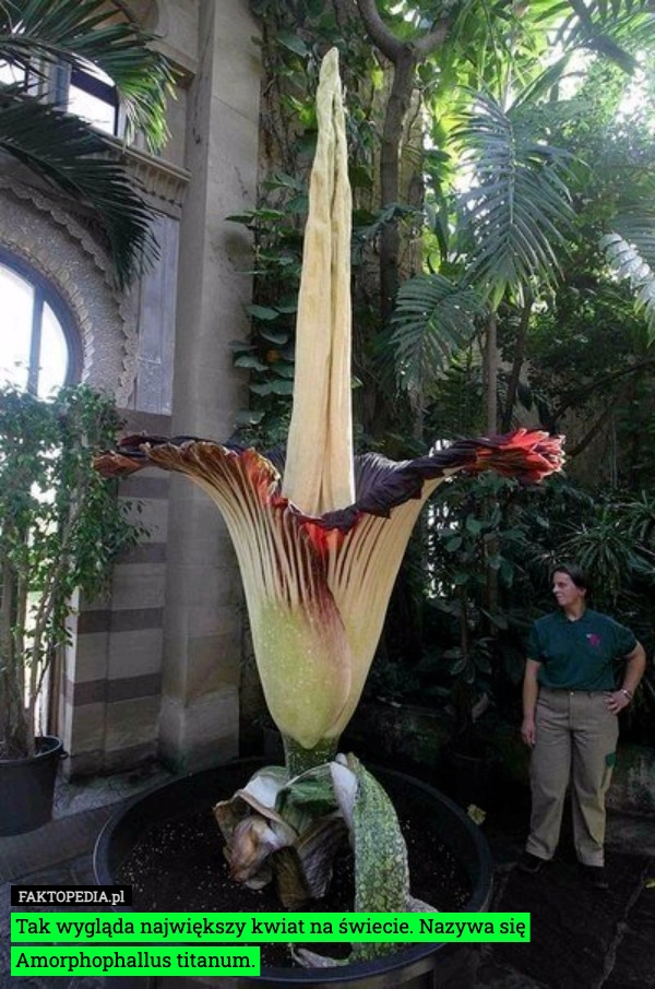 
    Tak wygląda największy kwiat na świecie. Nazywa się Amorphophallus titanum.