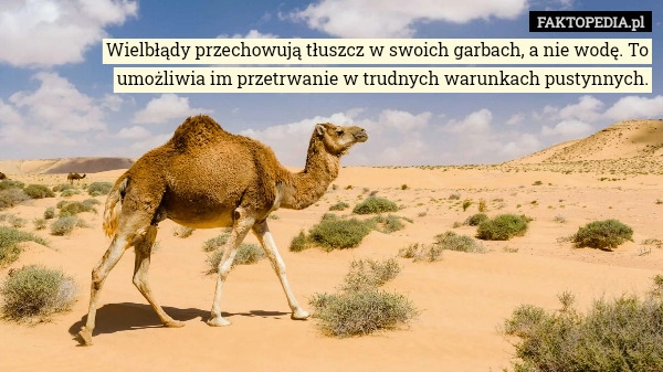 
    Wielbłądy przechowują tłuszcz w swoich garbach, a nie wodę. To umożliwia