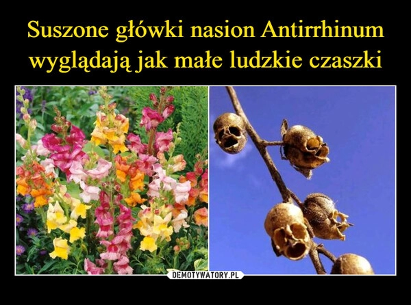 
    Suszone główki nasion Antirrhinum wyglądają jak małe ludzkie czaszki