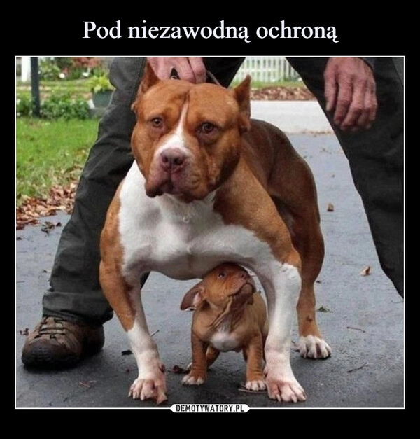 
    Pod niezawodną ochroną