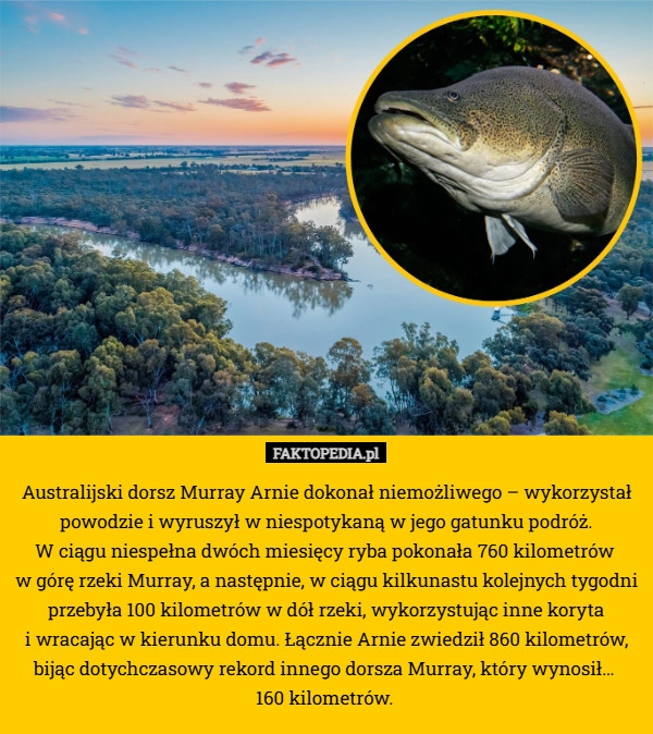 
    Australijski dorsz Murray Arnie dokonał niemożliwego – wykorzystał powodzie