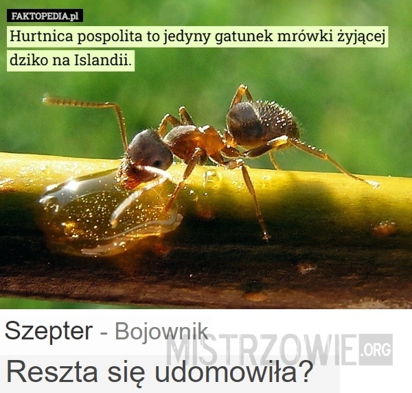 
    Mrówka