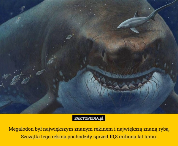 
    Megalodon był największym znanym rekinem i największą znaną rybą. Szczątki