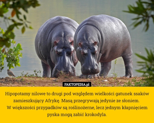 
    Hipopotamy nilowe to drugi pod względem wielkości gatunek ssaków zamieszkujący