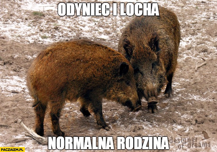 
    Odyniec i locha normalna rodzina