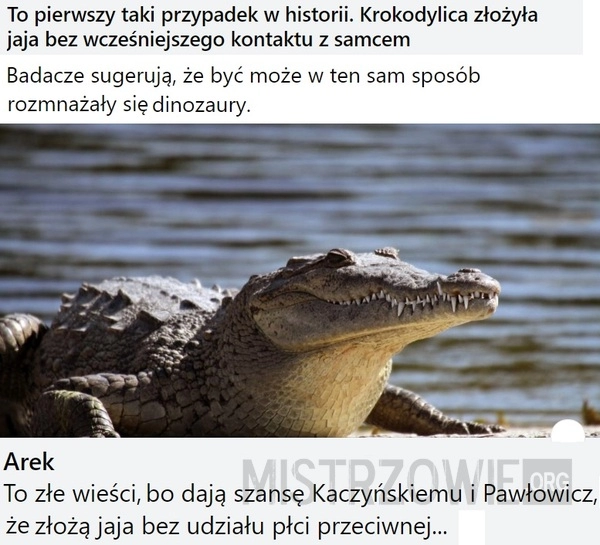 
    Krokodylica