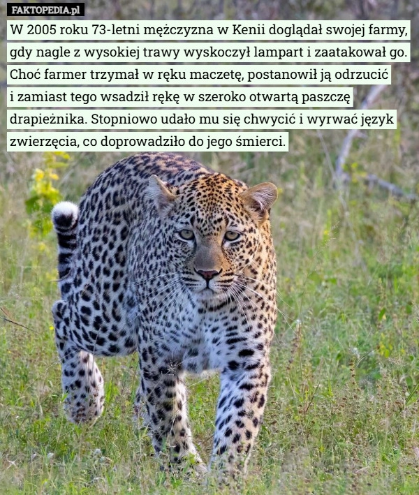 
    W 2005 roku 73-letni mężczyzna w Kenii doglądał swojej farmy, gdy nagle...