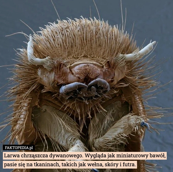 
    Larwa chrząszcza dywanowego. Wygląda jak miniaturowy bawół, pasie się na