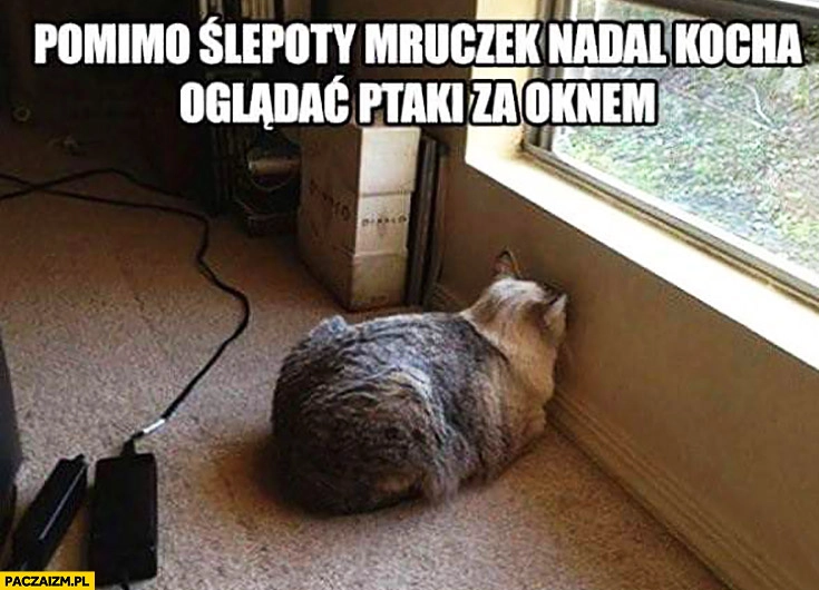 
    Pomimo ślepoty mruczek nadal kocha oglądać ptaki za oknem kot patrzy się w ścianę