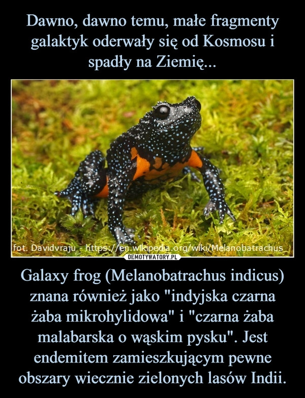 
    Dawno, dawno temu, małe fragmenty galaktyk oderwały się od Kosmosu i spadły na Ziemię... Galaxy frog (Melanobatrachus indicus) znana również jako "indyjska czarna żaba mikrohylidowa" i "czarna żaba malabarska o wąskim pysku". Jest endemitem zamieszkującym pewne obszary wiecznie zielonych lasów Indii.