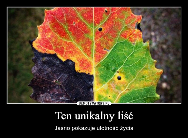 
    Ten unikalny liść