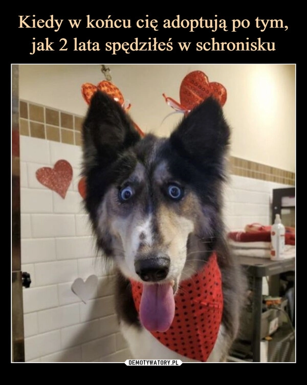 
    Kiedy w końcu cię adoptują po tym, jak 2 lata spędziłeś w schronisku