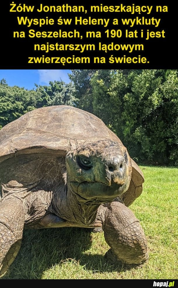 
    Żółw