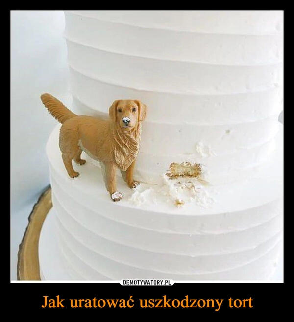 
    Jak uratować uszkodzony tort