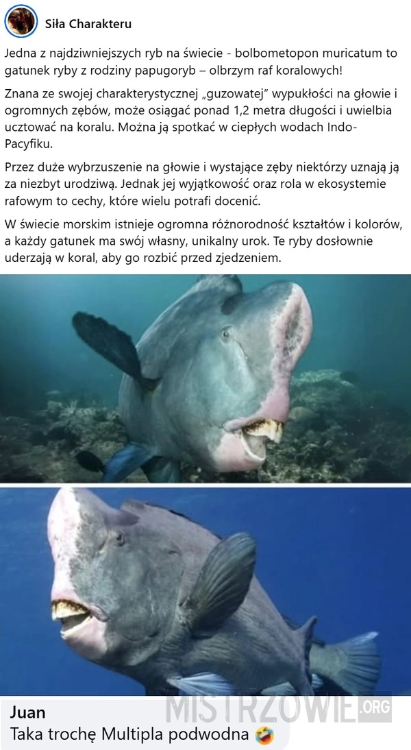 
    Bolbometopon muricatum