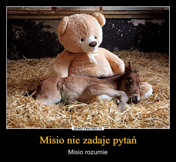 
    Misio nie zadaje pytań