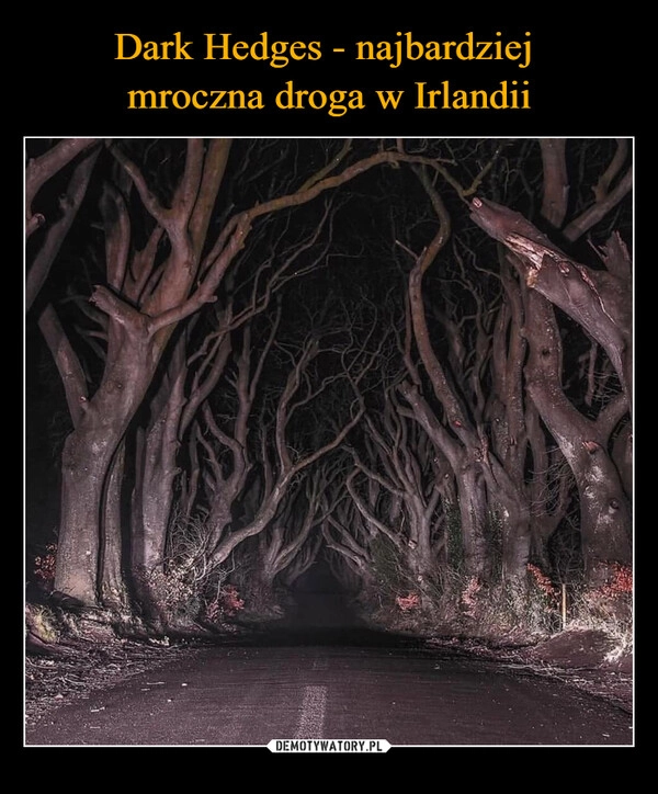 
    Dark Hedges - najbardziej 
mroczna droga w Irlandii