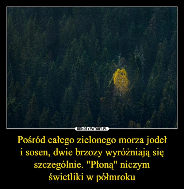 
    Pośród całego zielonego morza jodeł
i sosen, dwie brzozy wyróżniają się szczególnie. "Płoną" niczym
świetliki w półmroku