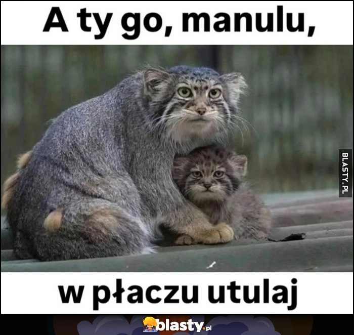 
    A ty go manulu w płaczu utulaj