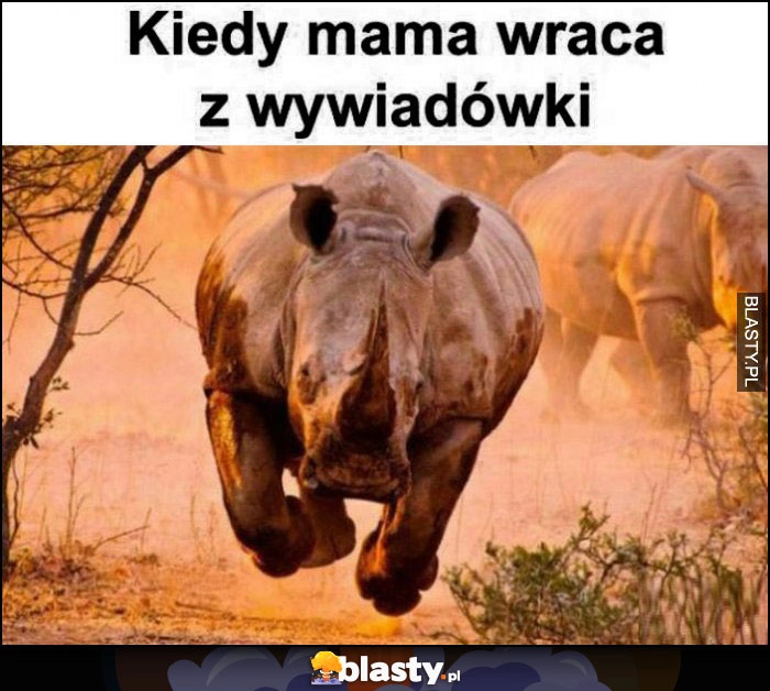 
    Kiedy mama wraca z wywiadówki rozpędzony nosorożec