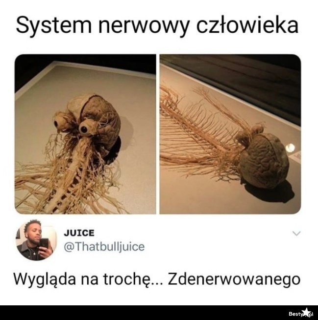 
    System nerwowy 