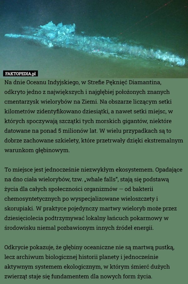 
    Na dnie Oceanu Indyjskiego, w Strefie Pęknięć Diamantina, odkryto jedno