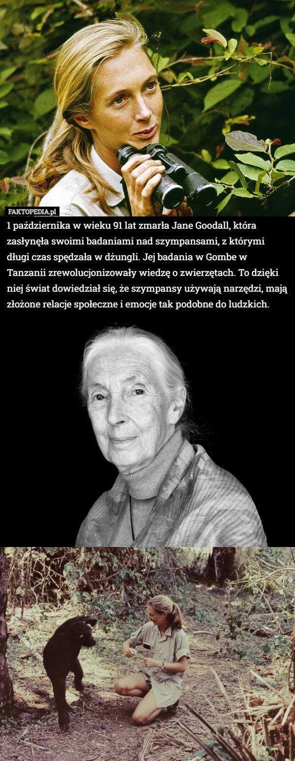 
    1 października w wieku 91 lat zmarła Jane Goodall, która zasłynęła swoimi