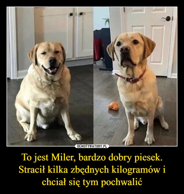 
    To jest Miler, bardzo dobry piesek. Stracił kilka zbędnych kilogramów i chciał się tym pochwalić