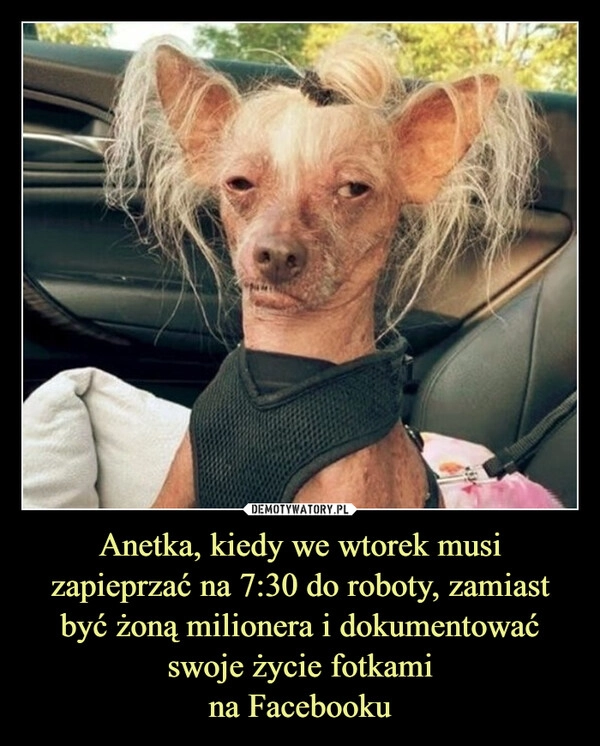 
    Anetka, kiedy we wtorek musi zapieprzać na 7:30 do roboty, zamiast być żoną milionera i dokumentować swoje życie fotkami
na Facebooku
