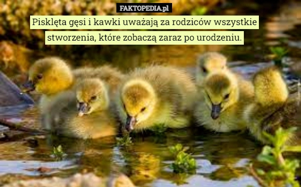 
    
			Pisklęta gęsi i kawki uważają za rodziców wszystkie stworzenia...					