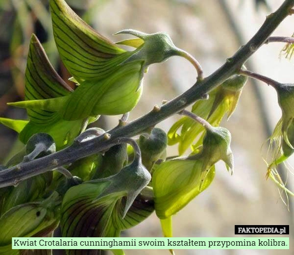 
    Kwiat Crotalaria cunninghamii swoim kształtem przypomina kolibra.