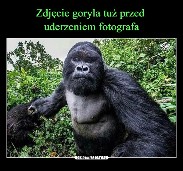 
    Zdjęcie goryla tuż przed 
uderzeniem fotografa