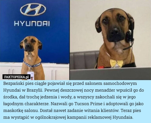 
    Bezpański pies ciągle pojawiał się przed salonem samochodowym Hyundai w