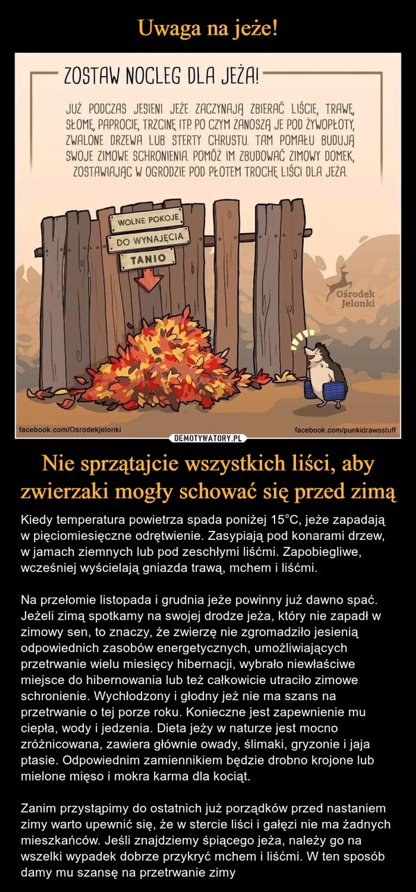 
    Uwaga na jeże! Nie sprzątajcie wszystkich liści, aby zwierzaki mogły schować się przed zimą