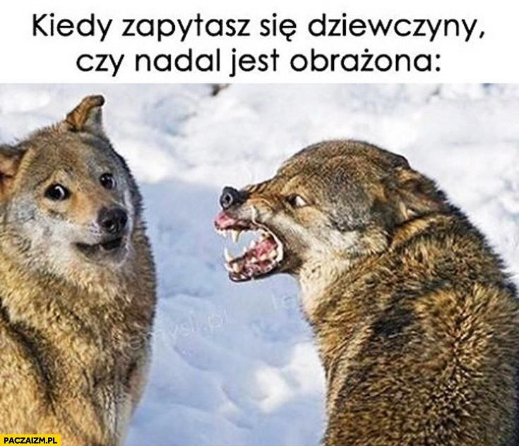 
    Kiedy zapytasz dziewczyny czy nadal jest obrażona wilki