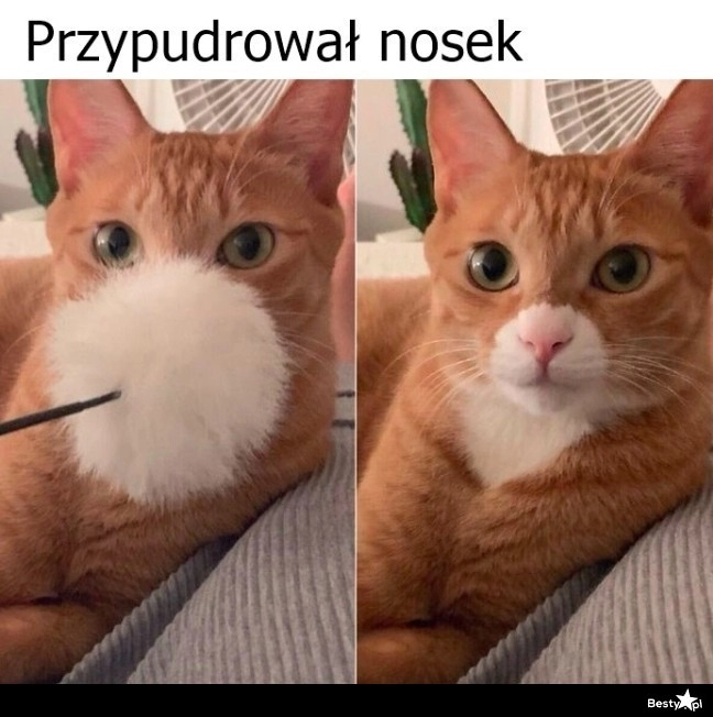 
    No i pięknie 